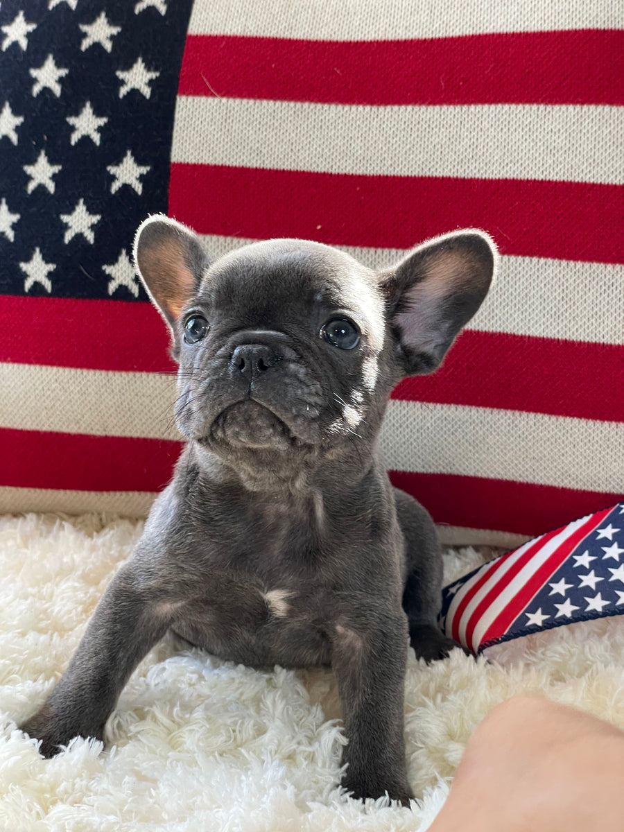Blue Frenchie Small Bulldog For Sale Blue French Bulldog With