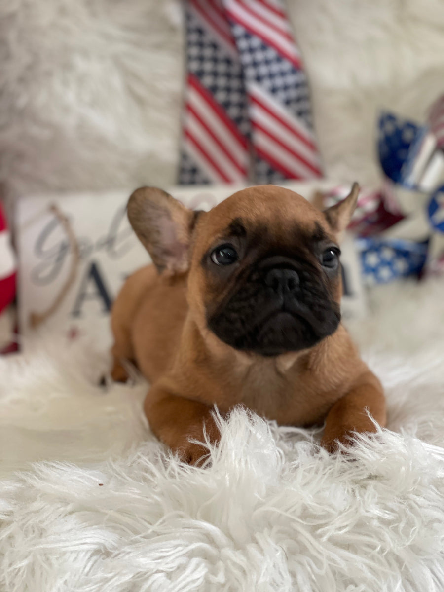 French Bulldog Female Puppy For Sale by the Breeder in Sanford NC