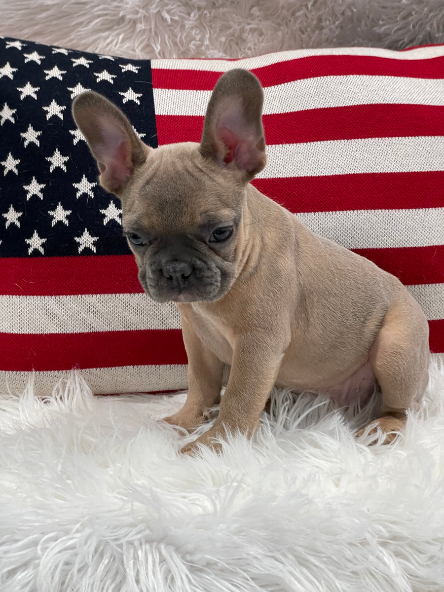 Red blue fawn french 2024 bulldog