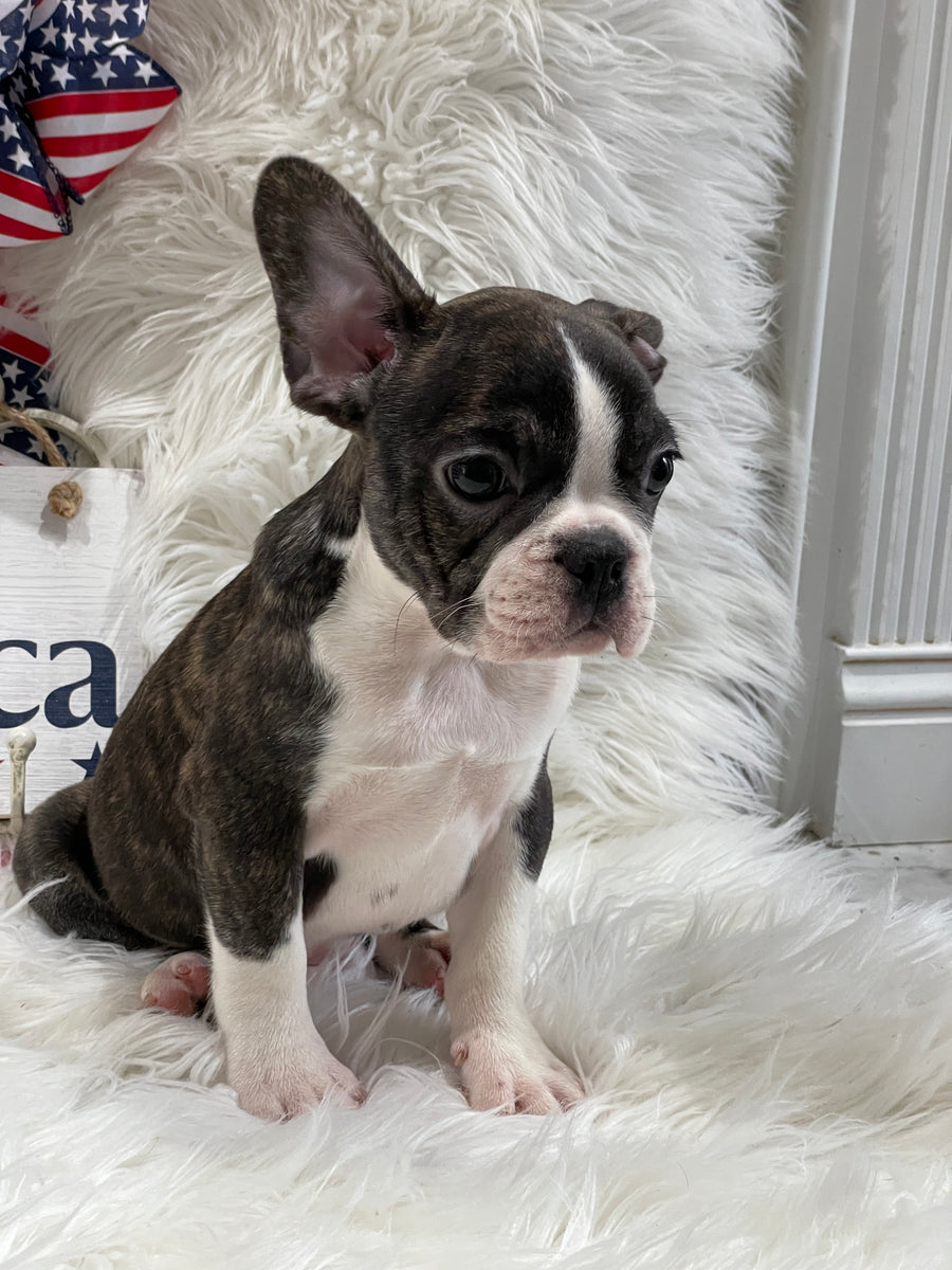 Boston Terrier French Bulldog Cross Maltese Cheap French Bulldog