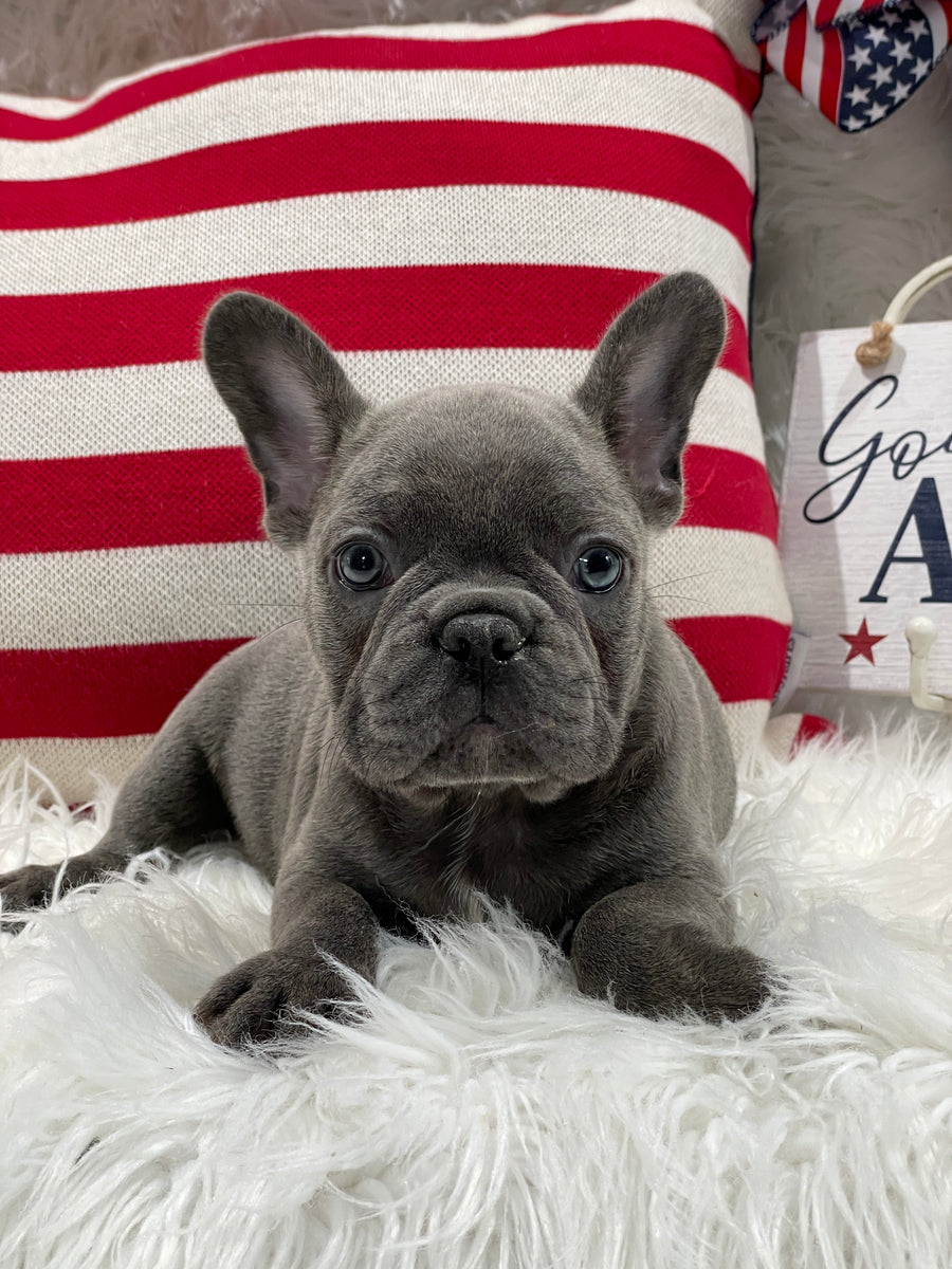 Brindle frenchie hot sale for sale