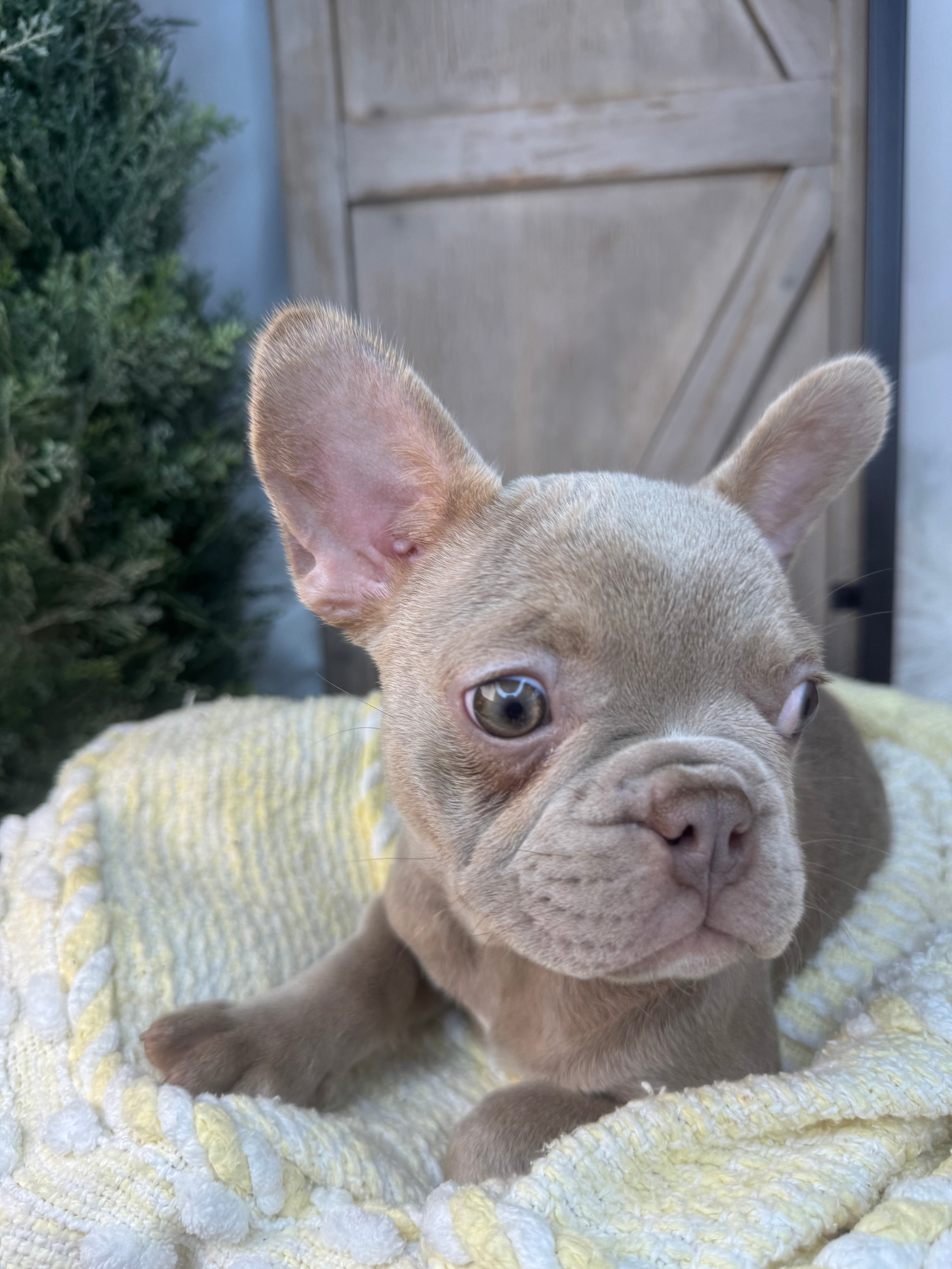 TRUDY-FRENCH BULLDOG - FEMALE -ISABELLA-