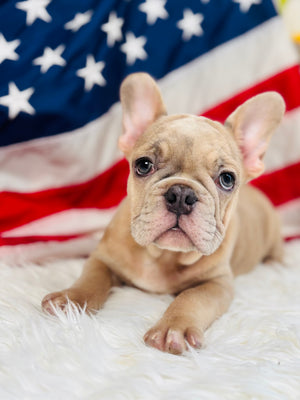 Lincoln- French Bulldog-Isabella Merle Fawn-Male