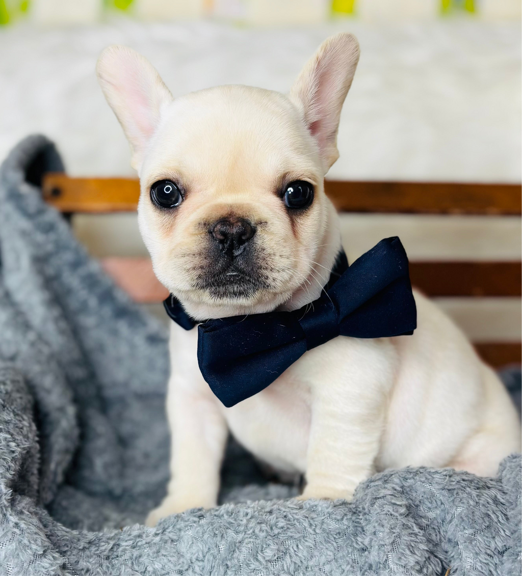 Pickles-French Bulldog-Male-white Fluffy Carrier-