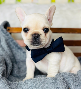 Pickles-French Bulldog-Male-white Fluffy Carrier-