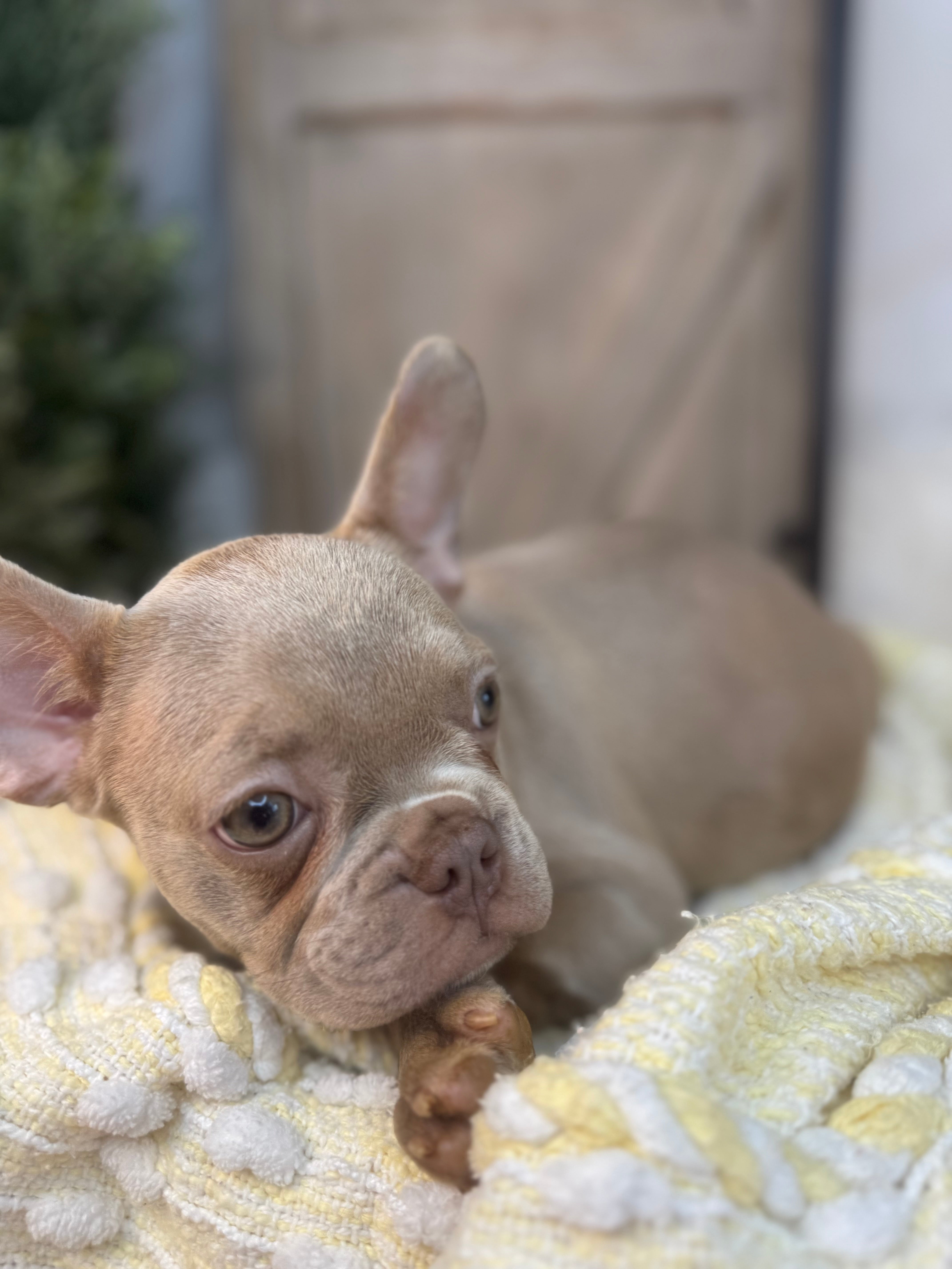 TRUDY-FRENCH BULLDOG - FEMALE -ISABELLA-