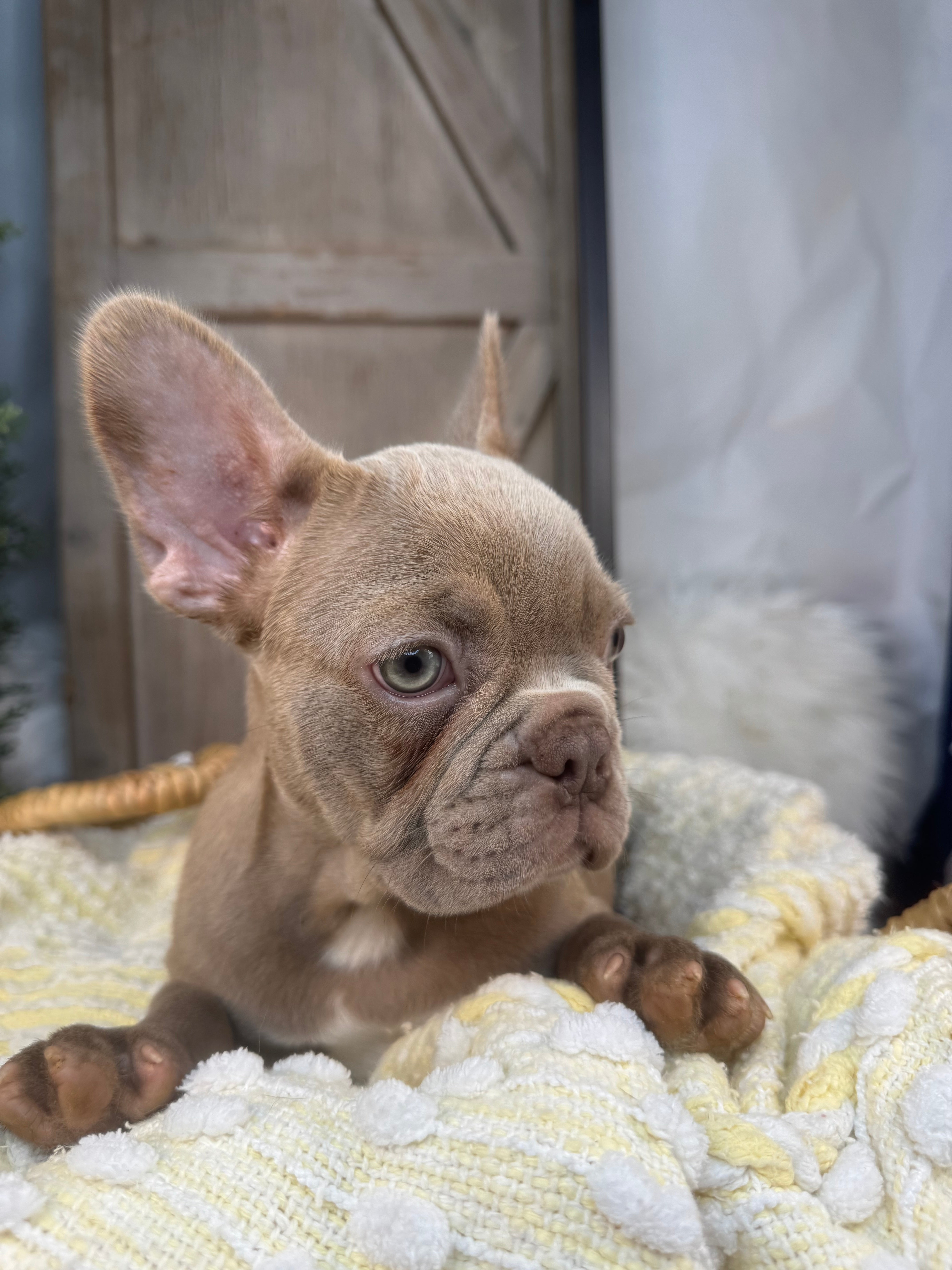 ELIJAH-FRENCH BULLDOG -MALE-ISABELLA-