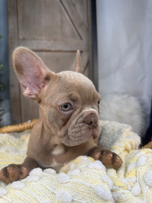 ELIJAH-FRENCH BULLDOG -MALE-ISABELLA-