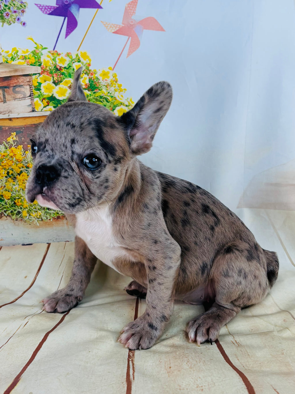 Kenny-French Bulldog-Male-Merle-