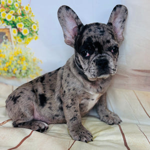 Dolly-French Bulldog-Female-Merle-