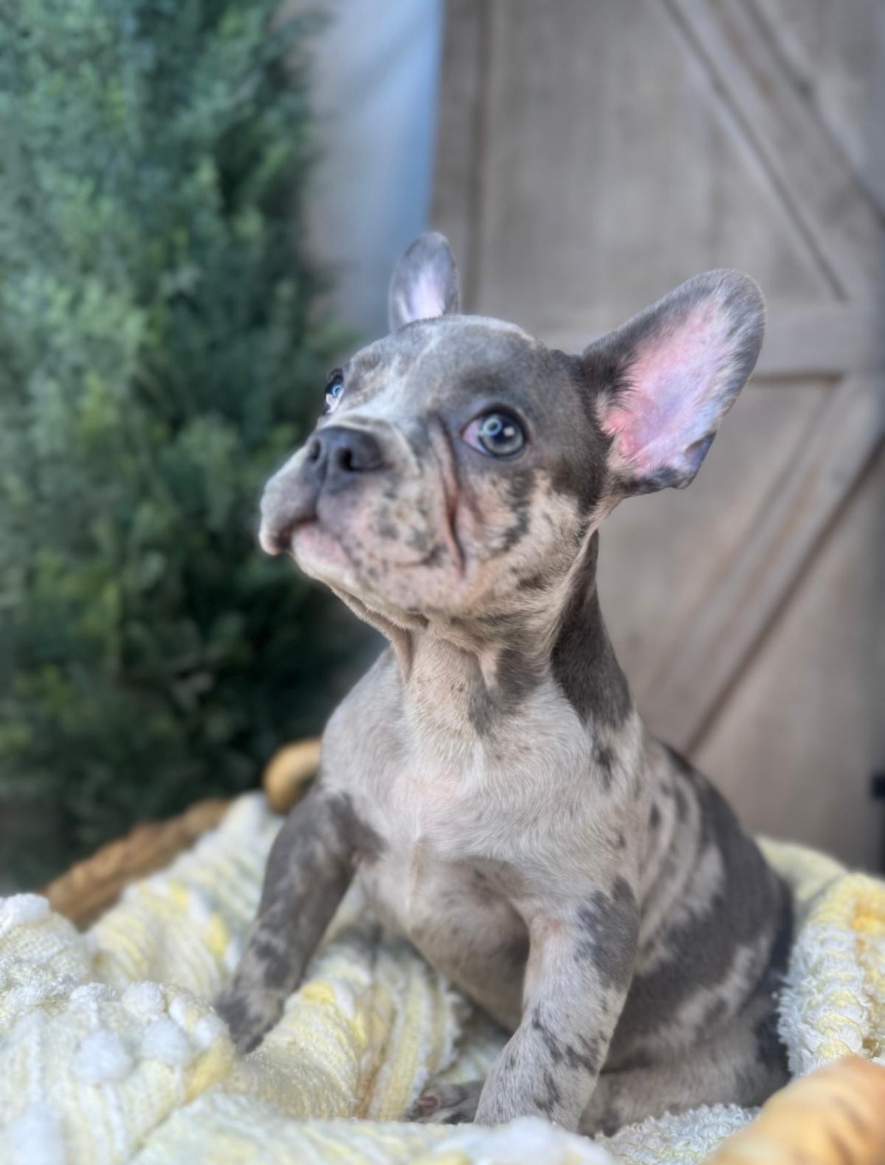 Merle Male French Bulldog puppy eight weeks old. Set against a rustic background and yellow comfy. Blanket male French Bulldog puppy eight weeks old has blue eyes, large ears, and a smooth, shiny coat.