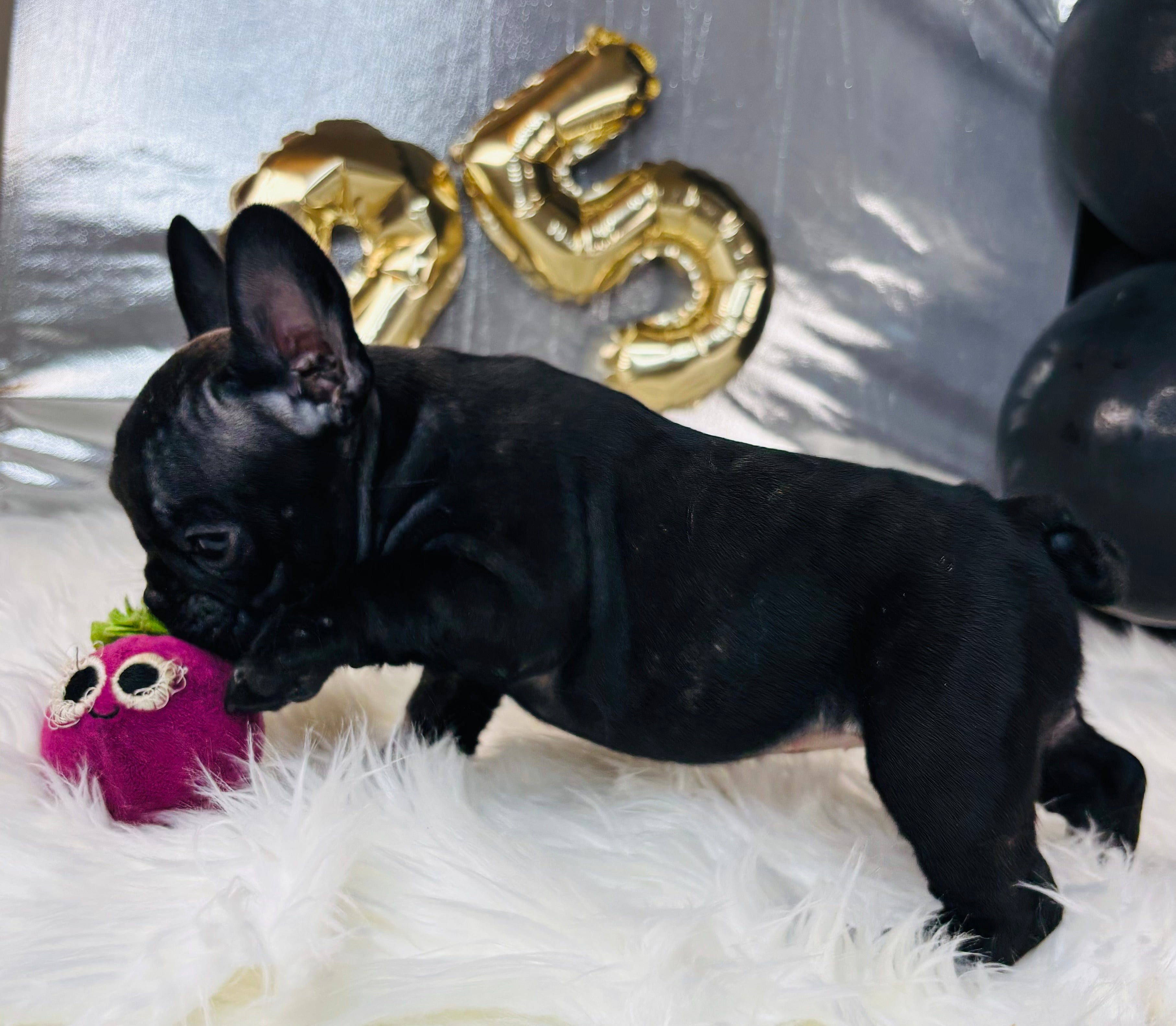 Barbie-French Bulldog-Female-Black-