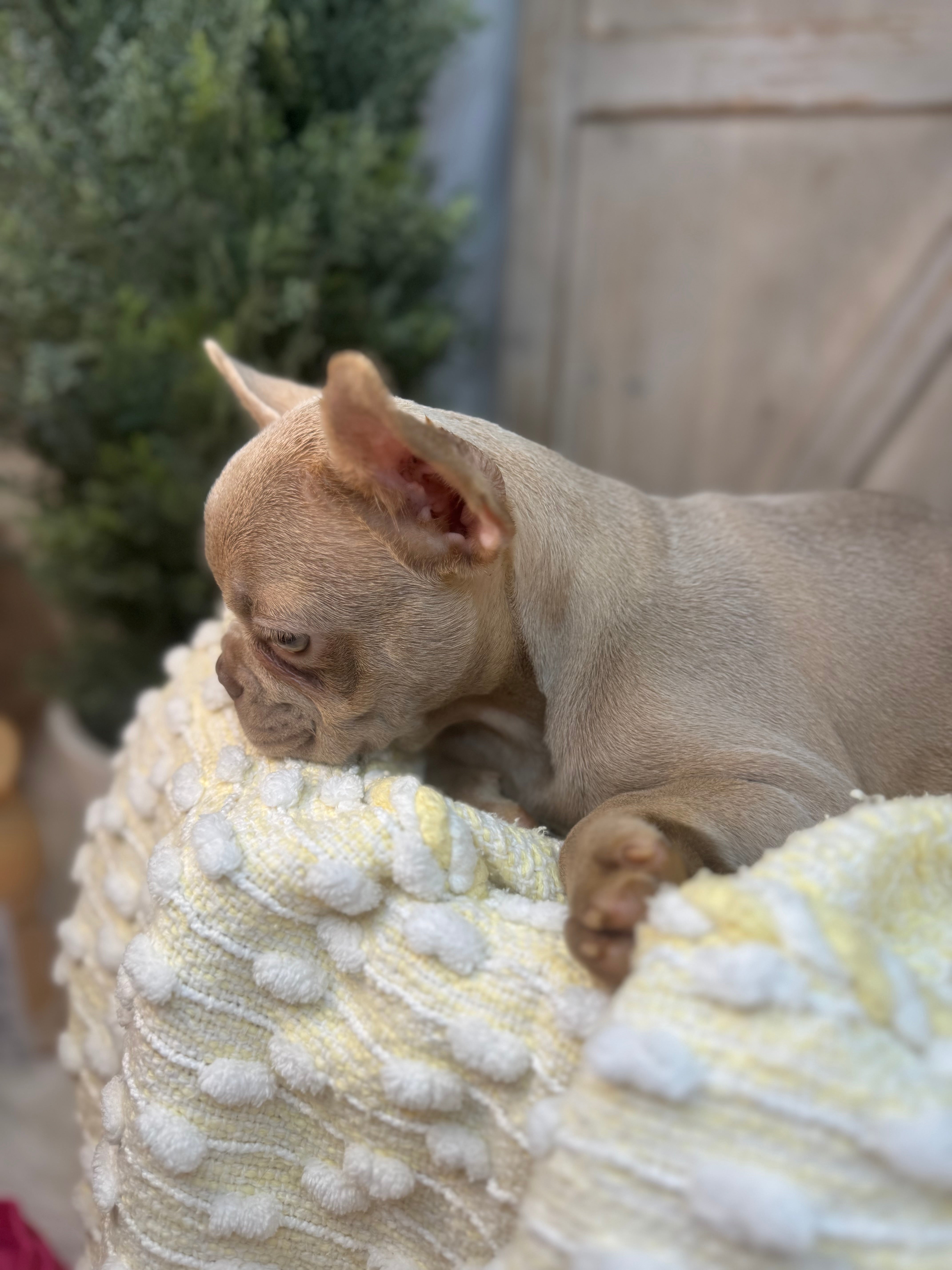 TRUDY-FRENCH BULLDOG - FEMALE -ISABELLA-