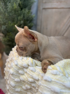 TRUDY-FRENCH BULLDOG - FEMALE -ISABELLA-