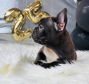 Marie-French Bulldog-Female-Cocoa-