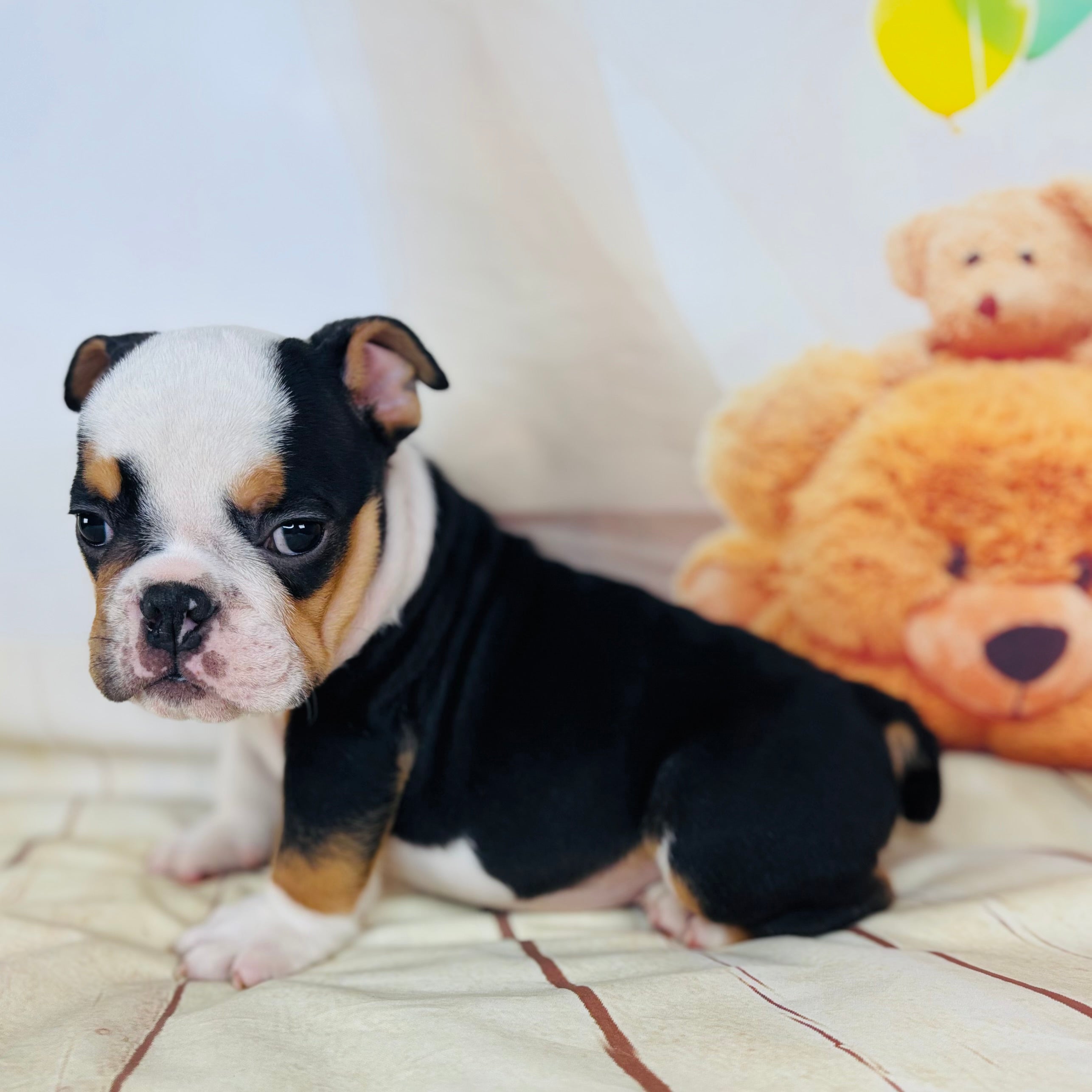 Quinn-English Bulldog-Male-Tricolor-