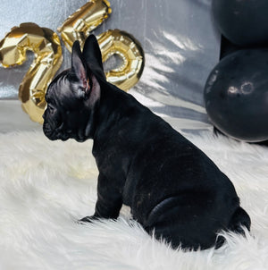 Barbie-French Bulldog-Female-Black-