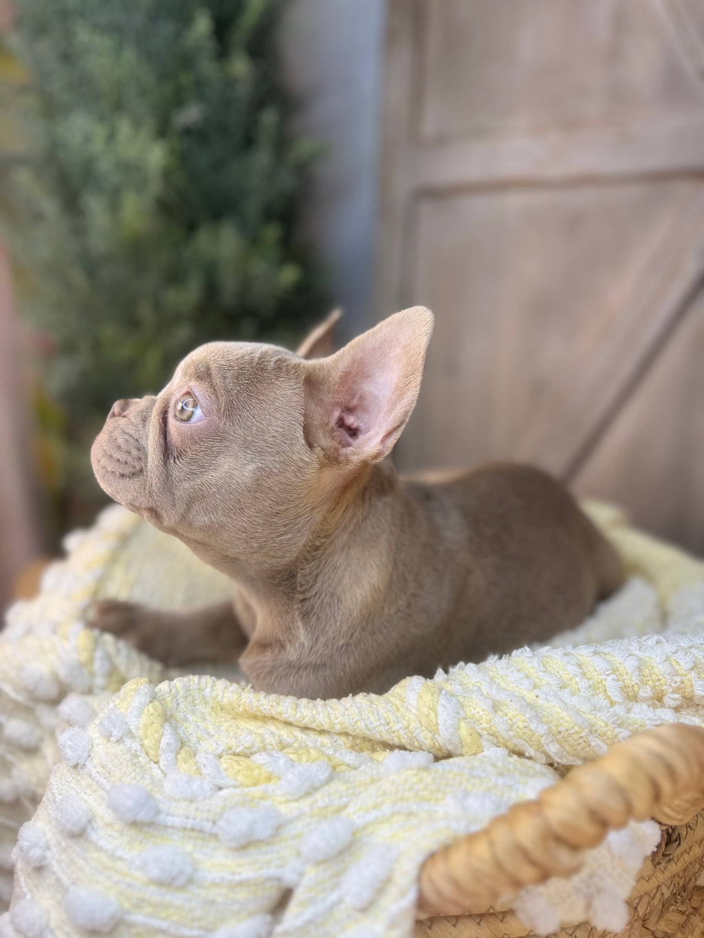 ISAIAH -FRENCH BULLDOG -MALE-ISABELLA-