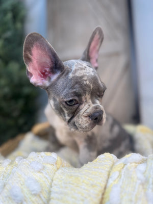 Merle Male French Bulldog puppy eight weeks old. Set against a rustic background and yellow comfy. Blanket male French Bulldog puppy eight weeks old has blue eyes, large ears, and a smooth, shiny coat.