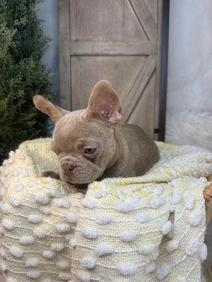 ISAIAH -FRENCH BULLDOG -MALE-ISABELLA-