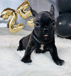 Barbie-French Bulldog-Female-Black-