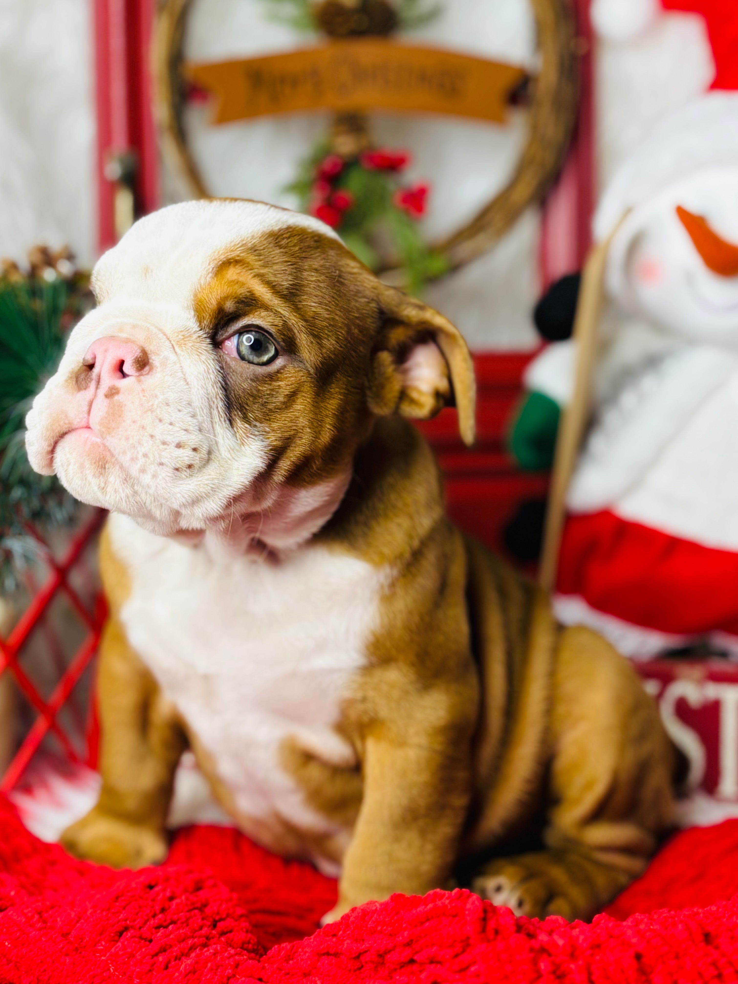 Hermes-English Bulldog-Male-Tan/white-