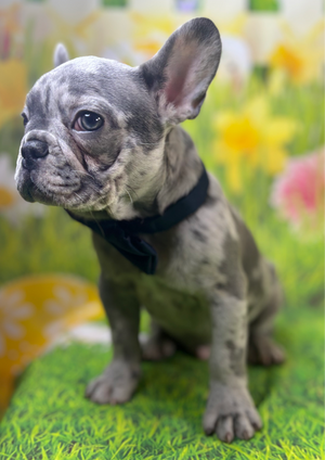 Sky-French Bulldog-Male-Merle-