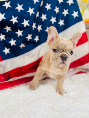 Lincoln- French Bulldog-Isabella Merle Fawn-Male