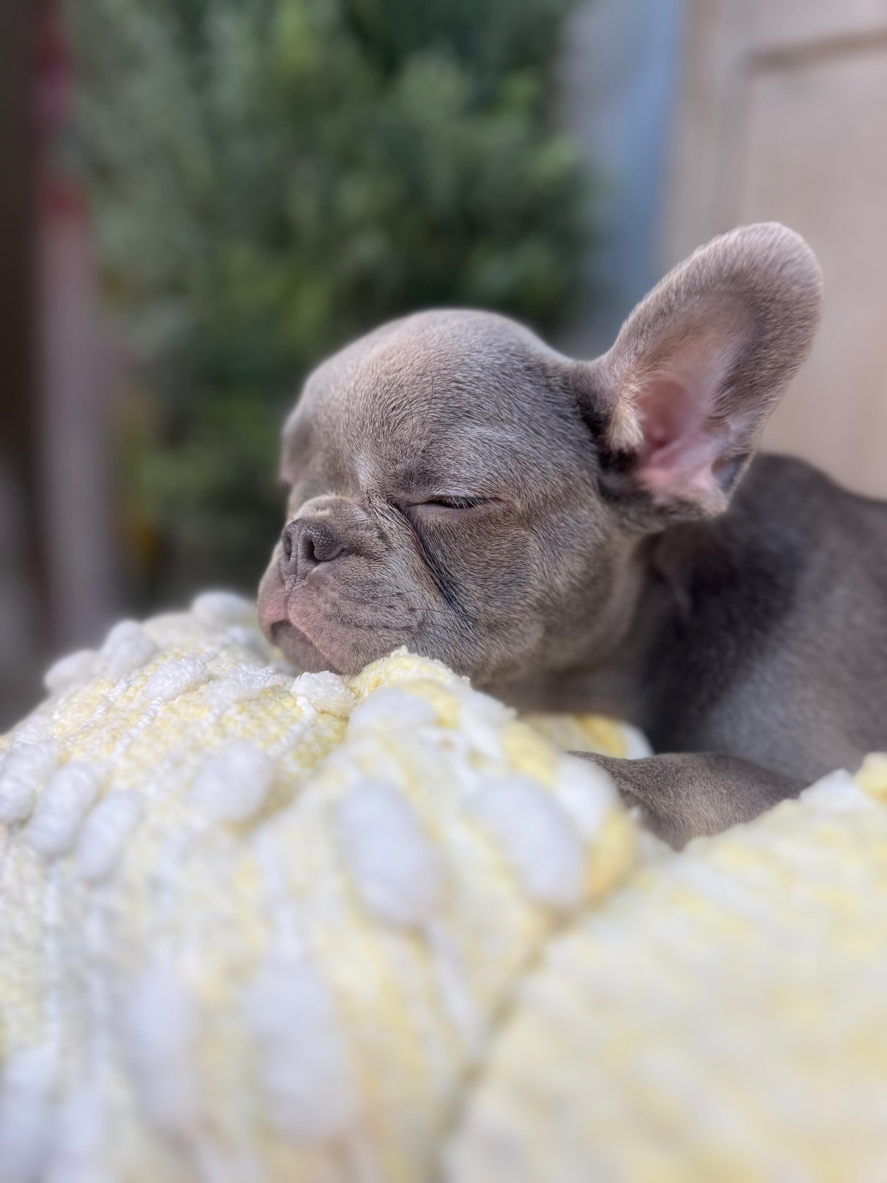 Blue mail, French Bulldog puppy eight weeks old. Set against a rustic background and yellow comfy. Blanket male French Bulldog puppy eight weeks old has blue eyes, large ears, and a smooth, shiny coat.