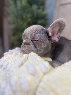 Blue mail, French Bulldog puppy eight weeks old. Set against a rustic background and yellow comfy. Blanket male French Bulldog puppy eight weeks old has blue eyes, large ears, and a smooth, shiny coat.