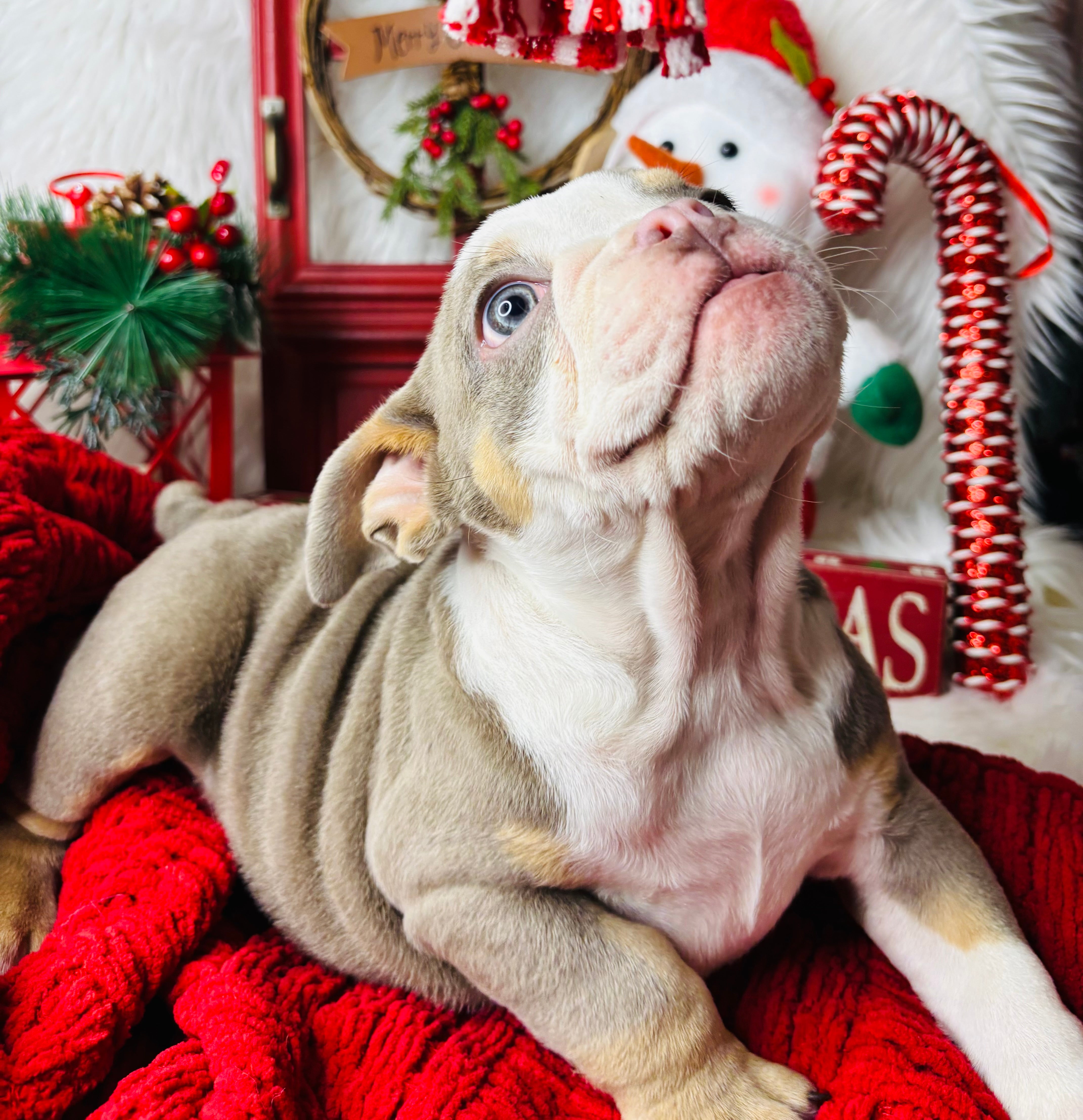 Athena-English Bulldog-Female-lilac/Tricolor