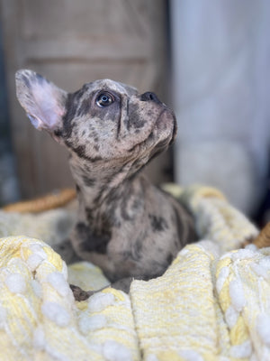 Merle female French Bulldog puppy eight weeks old. Set against a rustic background and yellow comfy. Blanket male French Bulldog puppy eight weeks old has blue eyes, large ears, and a smooth, shiny coat.