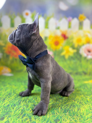 RIVER-French Bulldog-Male-Blue-