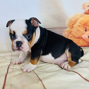 Quinn-English Bulldog-Male-Tricolor-