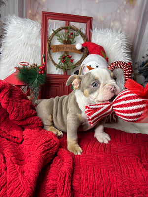 Athena-English Bulldog-Female-lilac/Tricolor