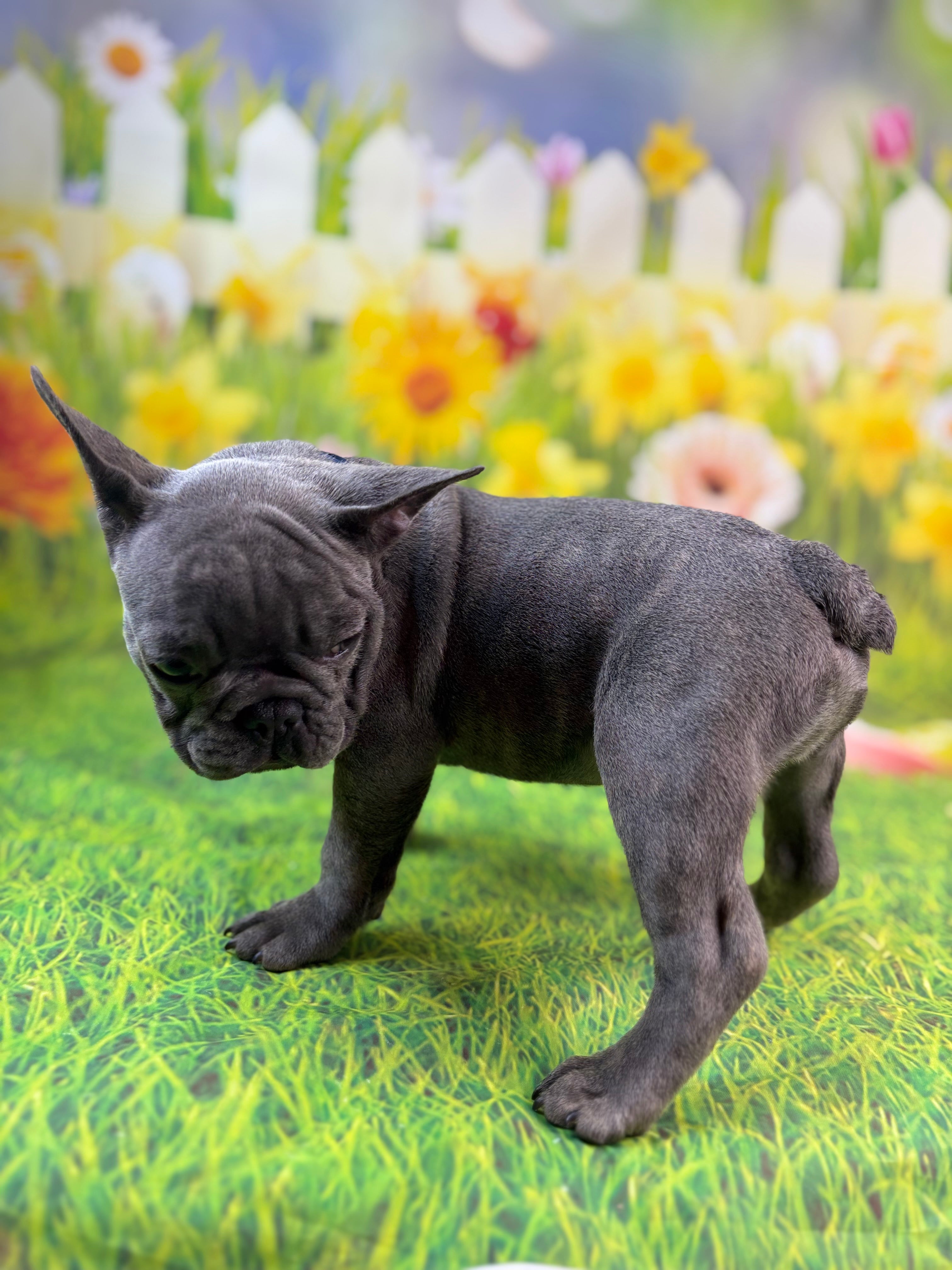 RIVER-French Bulldog-Male-Blue-