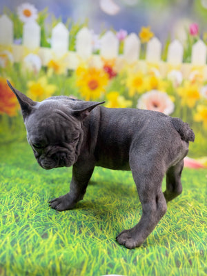 RIVER-French Bulldog-Male-Blue-