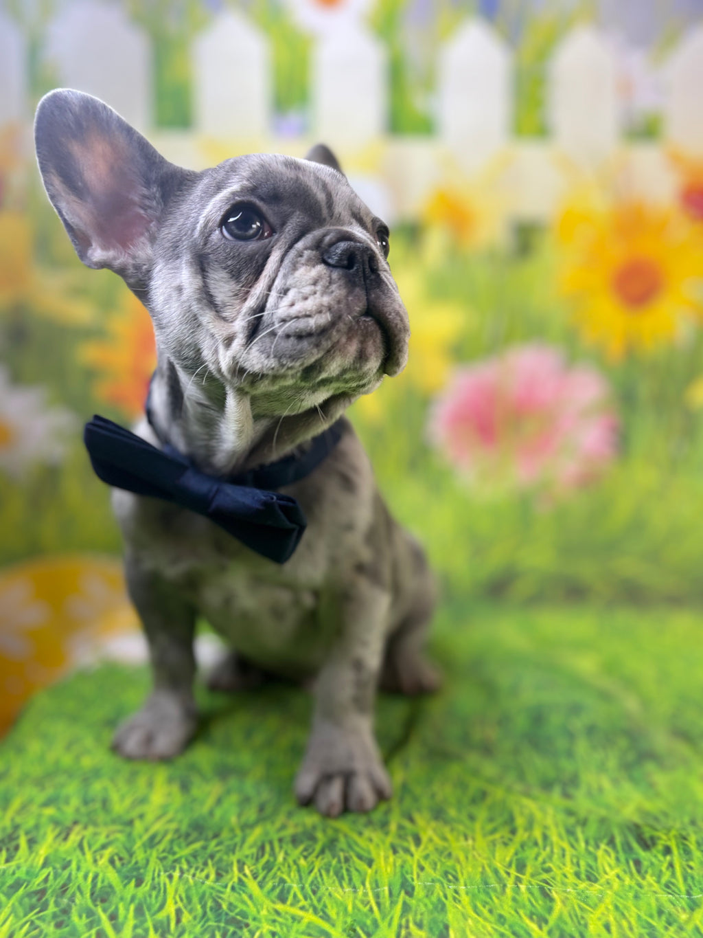 Sky-French Bulldog-Male-Merle-