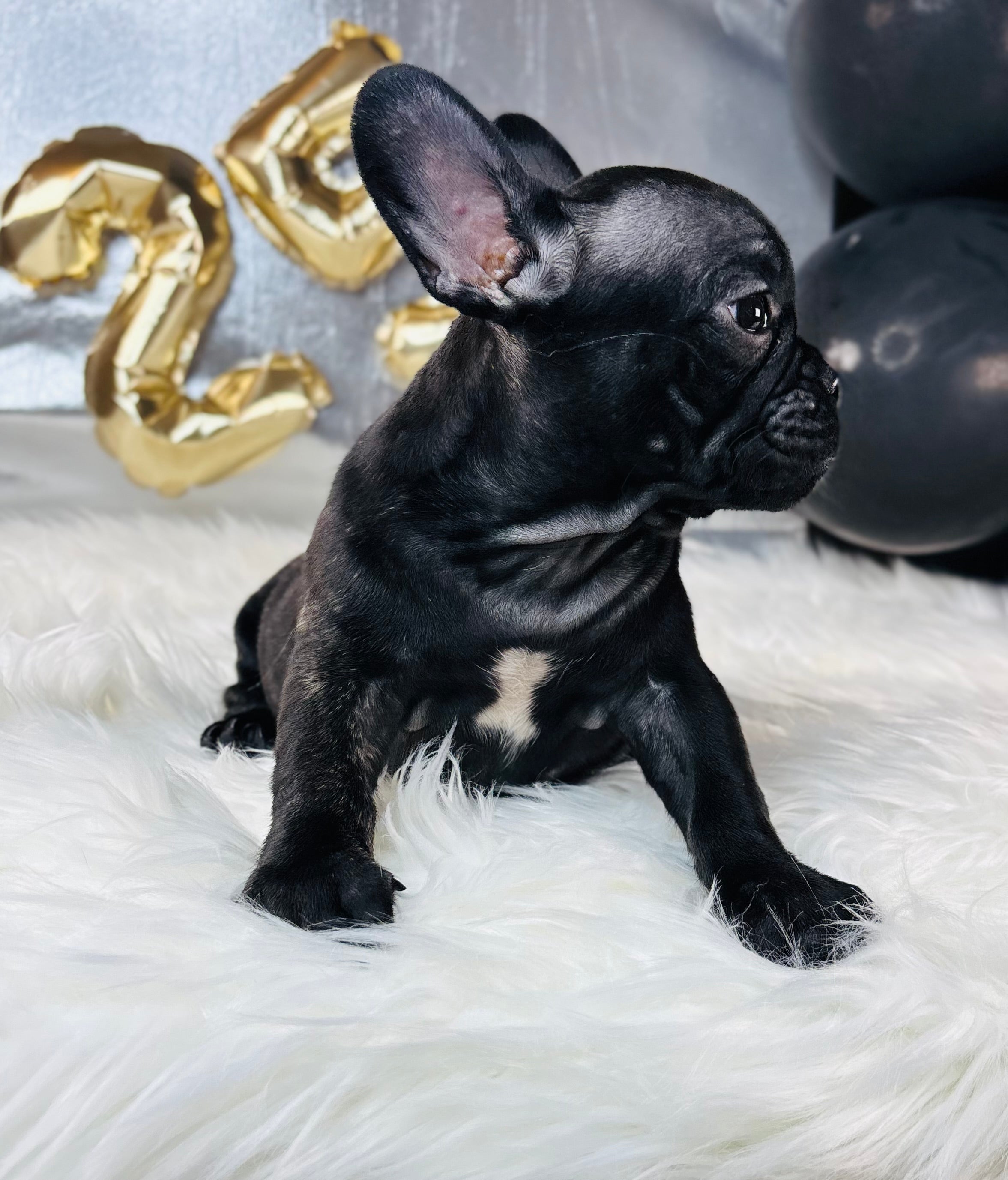 Barbie-French Bulldog-Female-Black-