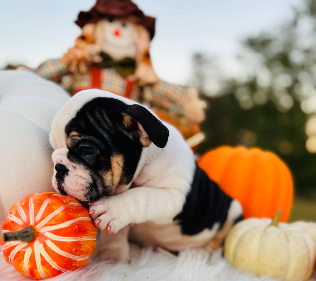 Louis - English Bulldog-Male- Black Tri (SOLD)