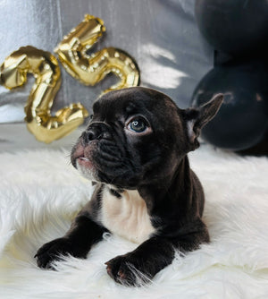 Marie-French Bulldog-Female-Cocoa-