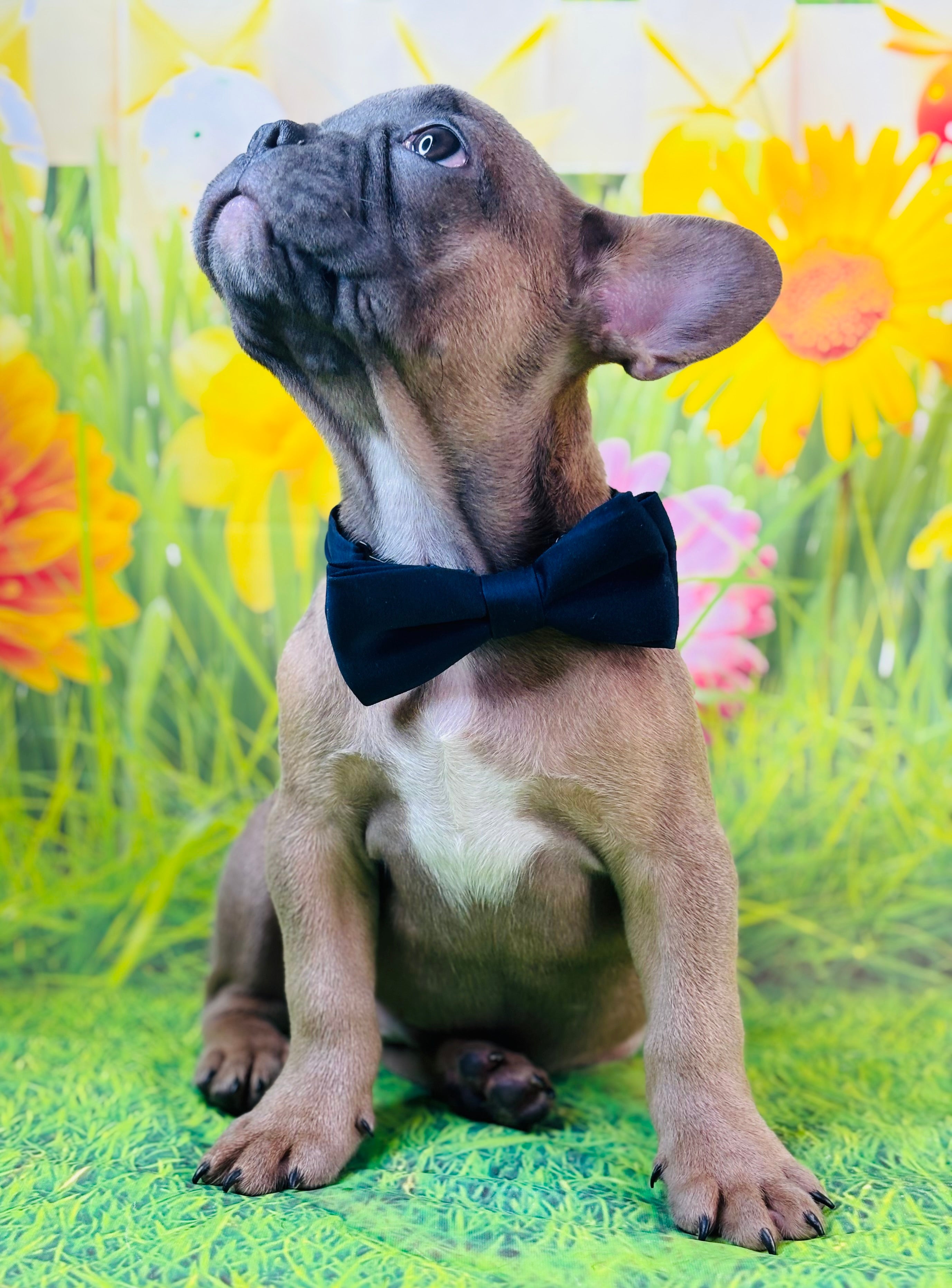 Everest-French Bulldog-Male-Blue Fawn/Black Mask-