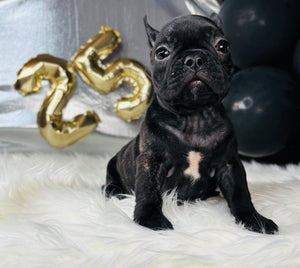 Barbie-French Bulldog-Female-Black-