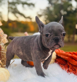 Selena-French Bulldog-Female-Blue (SOLD)