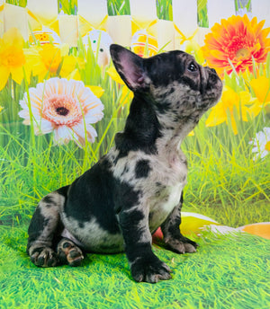 Teddy-French Bulldog-Black Merle-Male-
