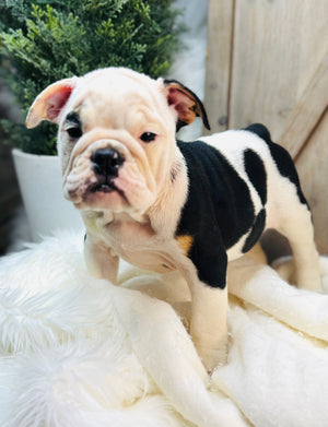 TILLY-English Bulldog-Female - Tri Color-