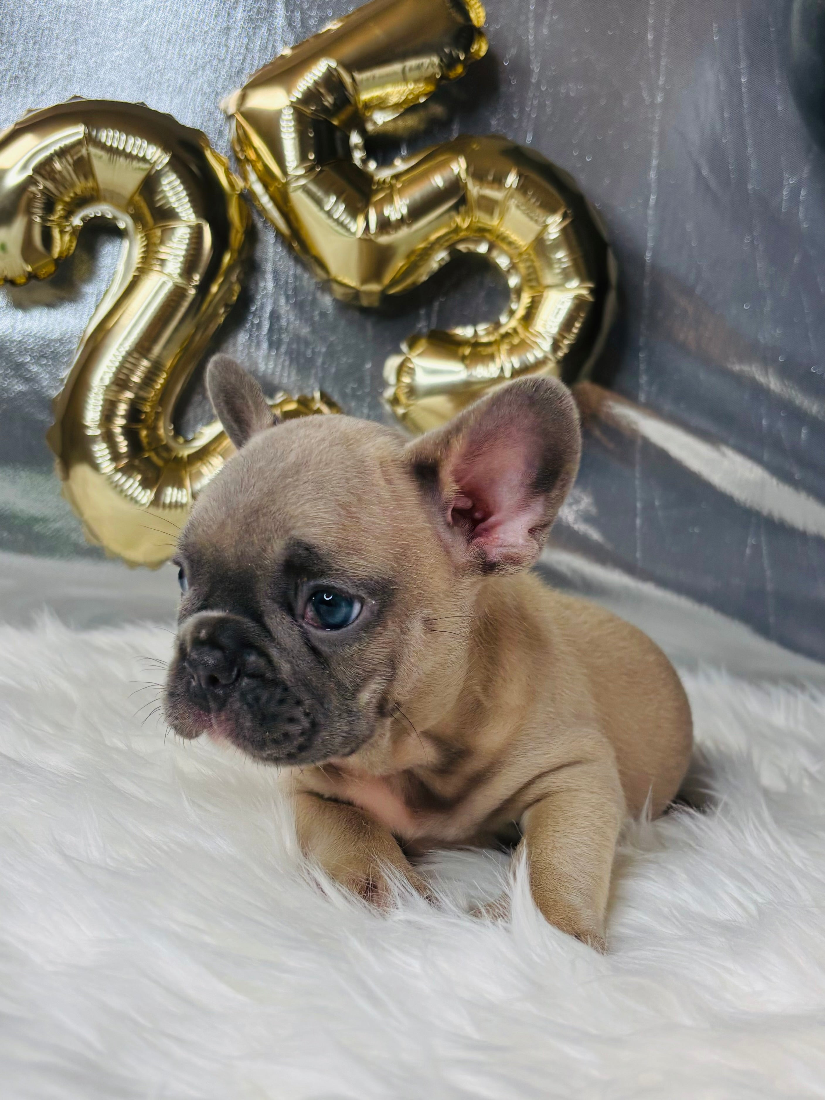 Elvis-French Bulldog-Male-Blue/Fawn (SOLD)