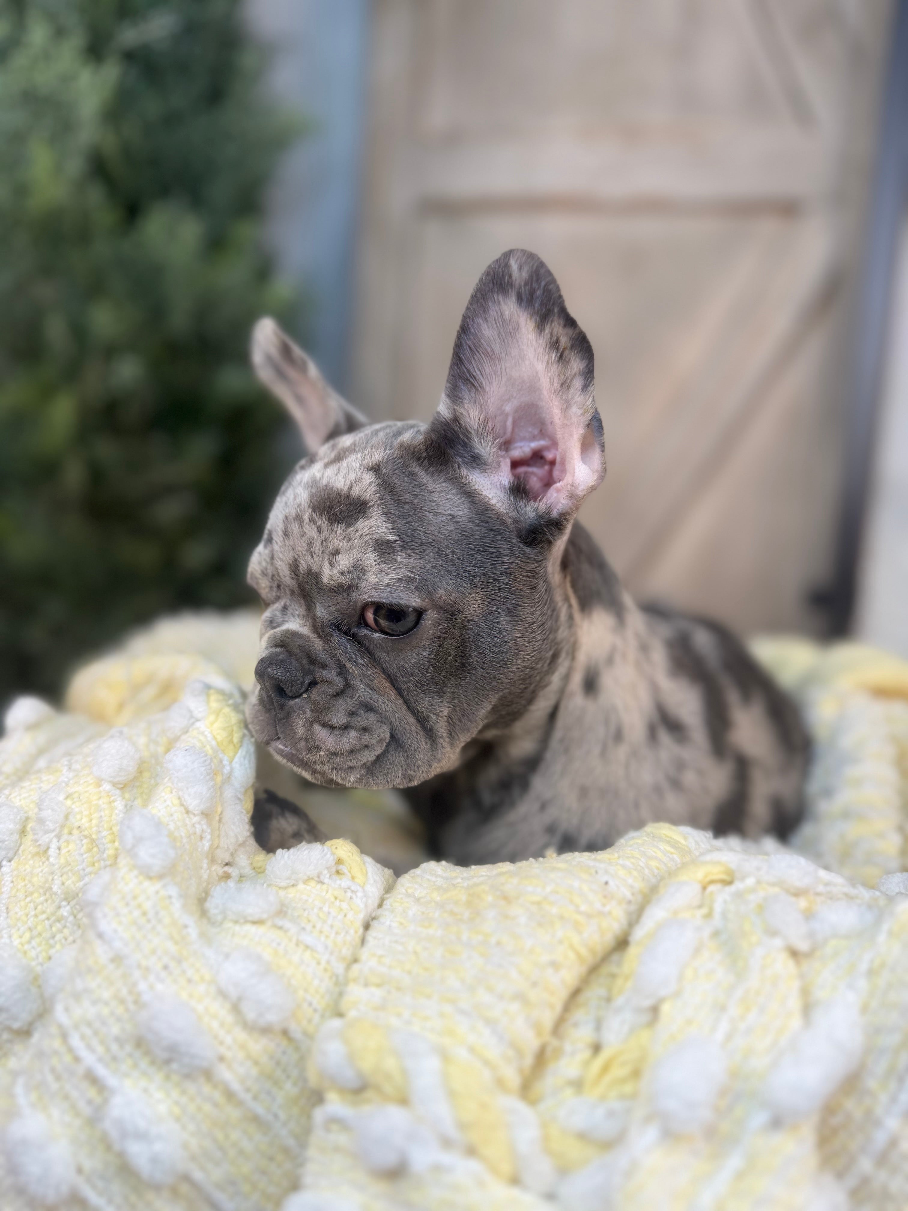 Merle female French Bulldog puppy eight weeks old. Set against a rustic background and yellow comfy. Blanket male French Bulldog puppy eight weeks old has blue eyes, large ears, and a smooth, shiny coat.