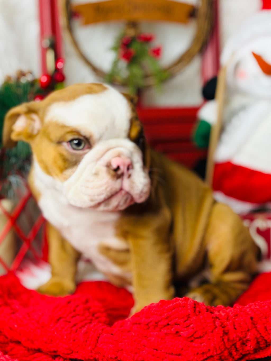 Hermes-English Bulldog-Male-Tan/white-