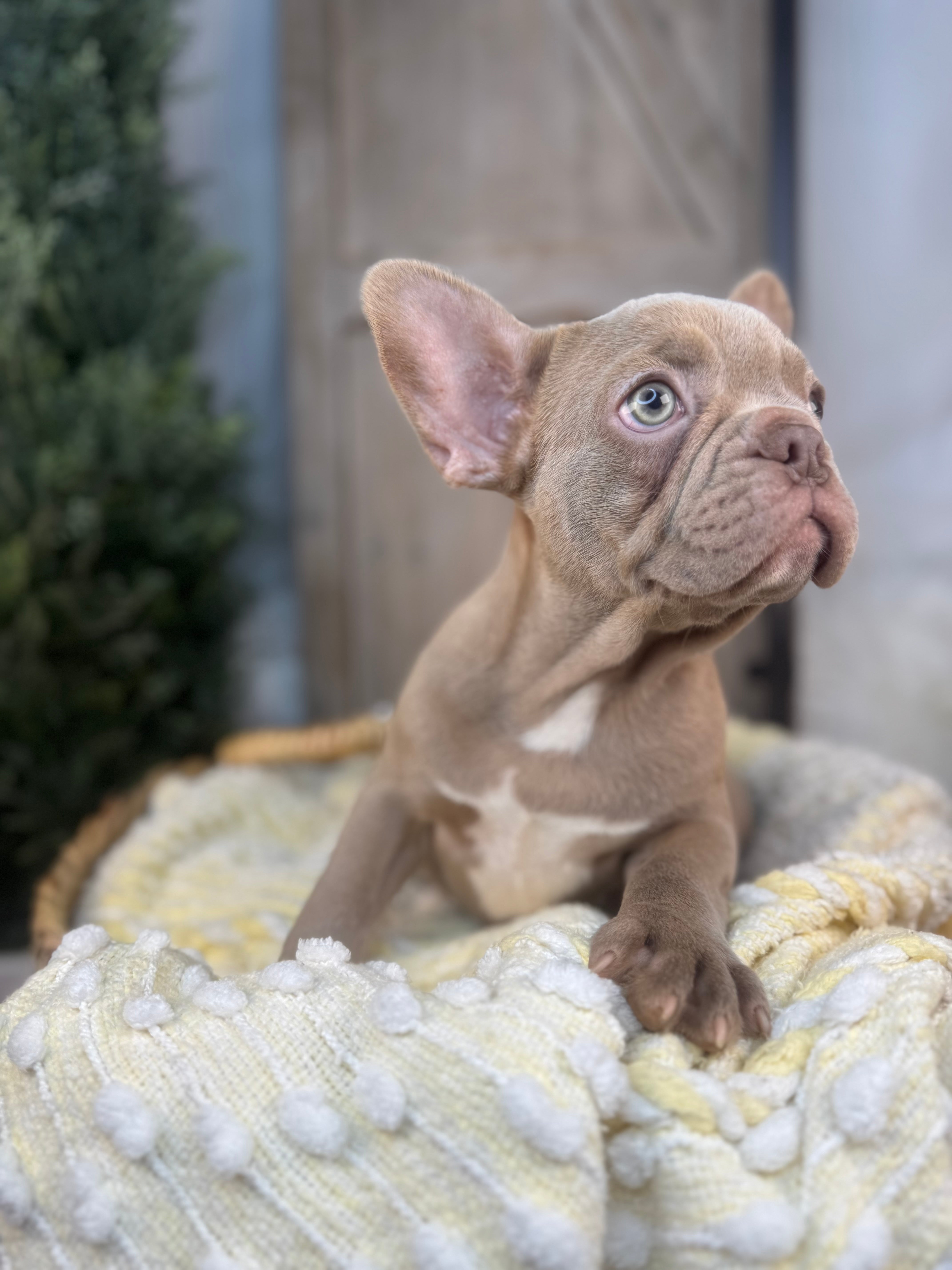 ELIJAH-FRENCH BULLDOG -MALE-ISABELLA-